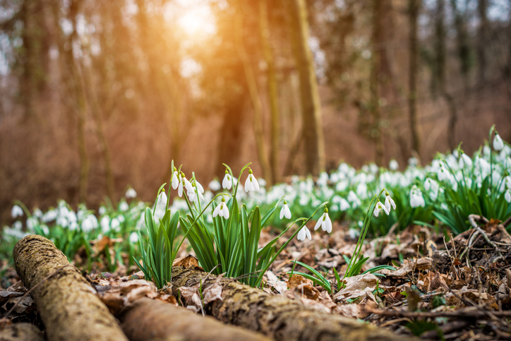 Les meilleures fleurs d’hiver pour votre jardin à la campagne