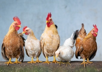 Sounds and smells of French countryside protected by law