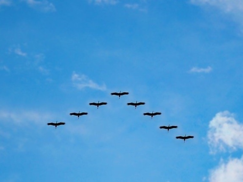 The migration of the cranes: where in France to catch a glimpse!