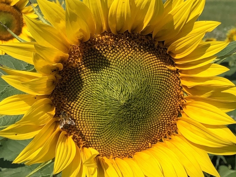 French sunflower season: Friendly faces everywhere