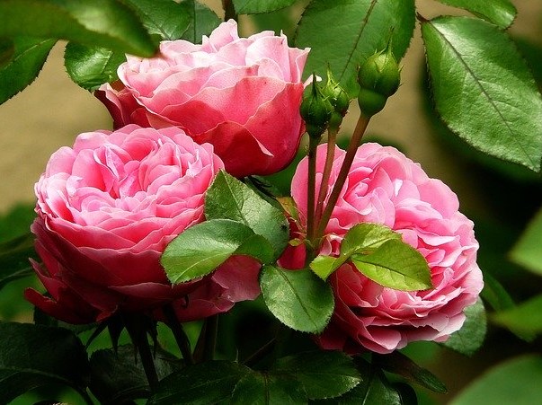 In bloom: Gardening in France