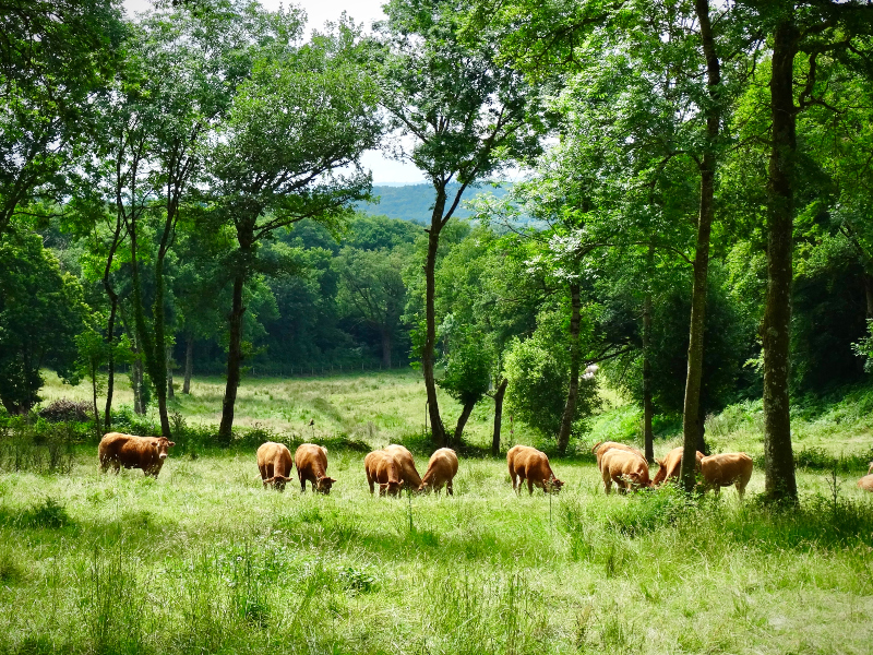 Life in the Creuse: The heart of the French countryside