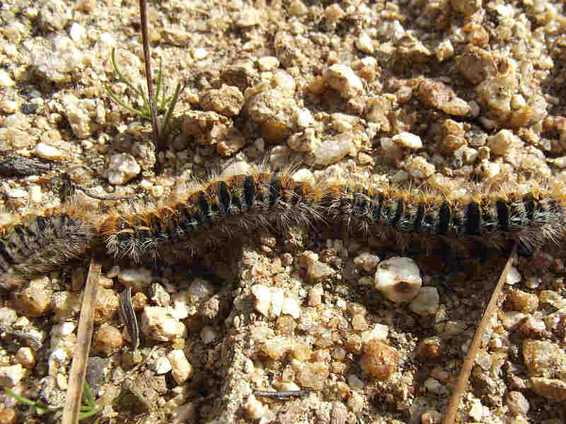 Dangerous processionary caterpillars on the move